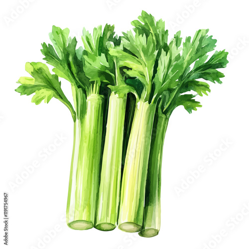 A watercolor illustration of celery, isolated on a white background. Celery vector.
