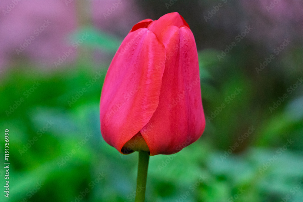 Beautiful pink tulip blooming in a vibrant garden during spring Beautiful pink tulip blooming in a vibrant garden during spring