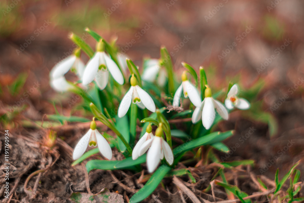 Beautiful snowdrop flowers blooming in early spring sunlight Beautiful snowdrop flowers blooming in early spring sunlight