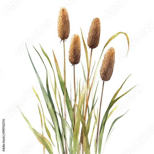 A watercolor vector of a cattail, isolated on a white background. Cattail vector.
