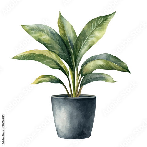 A watercolor vector of a cast iron plant, isolated on a white background. Cast Iron Plant vector.
