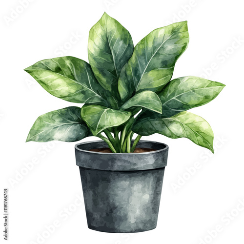 A watercolor vector of a cast iron plant, isolated on a white background. Cast Iron Plant vector.
