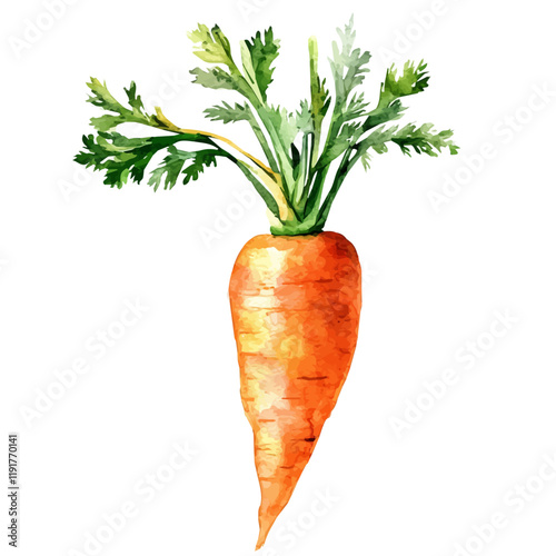 A watercolor illustration of a carrot root, isolated on a white background. Carrot Root vector.
