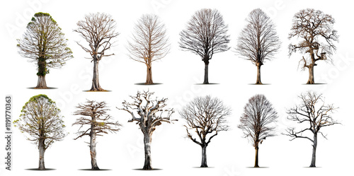 Collection of Bare Trees Isolated on Black Background