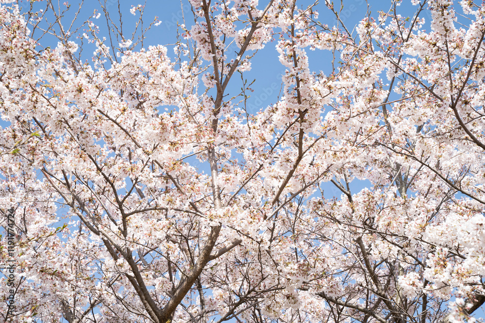 桜 桜