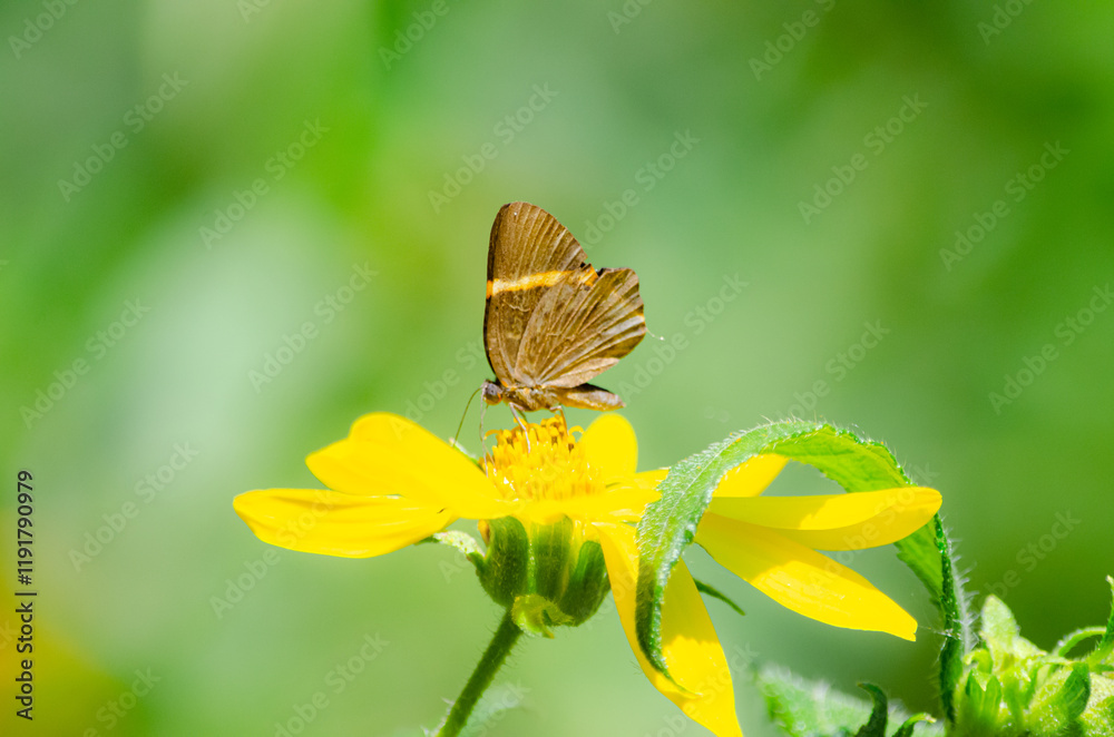 Obraz premium Mariposa 