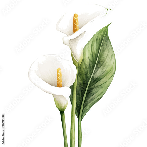 A watercolor drawing of a calla lily, isolated on a white background. Calla Lily vector.
