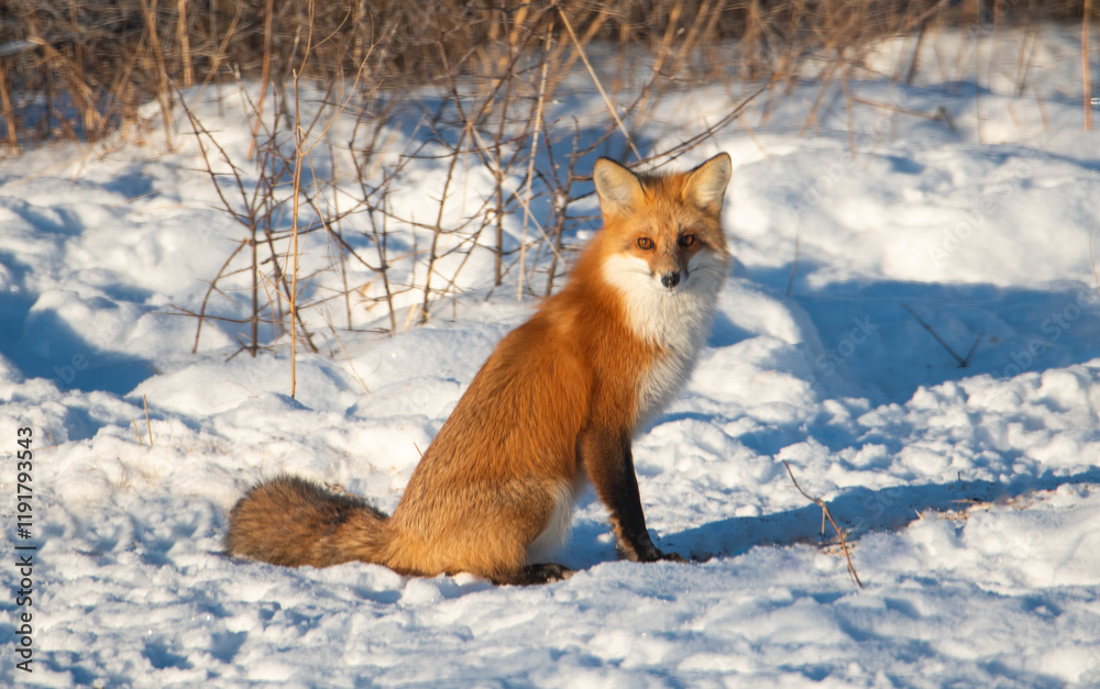 Obraz premium Red fox in the snow