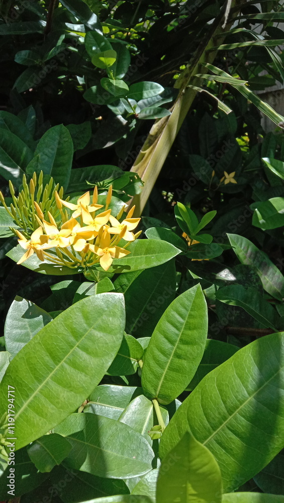 Fototapeta premium Ixora chinensis, also known as the soka flower, is a member of the rubiaceae flower family.