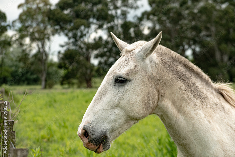 A profile view of a white horse in a green field, surrounded by tall trees and a cloudy sky. The image captures the calm and peaceful nature of the countryside. A profile view of a white horse in a green field, surrounded by tall trees and a cloudy sky. The image captures the calm and peaceful nature of the countryside.