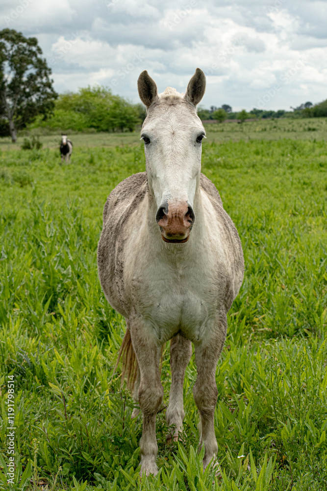 Fototapeta premium A front-facing view of a white horse standing in a vibrant green field, with another horse grazing in the distance. 