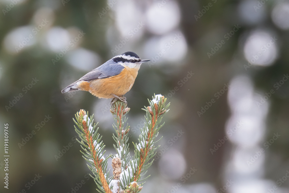 red-breasted nuthatch (Sitta canadensis) in winter red-breasted nuthatch (Sitta canadensis) in winter