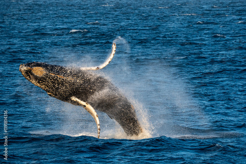 Humpback whale breach photo