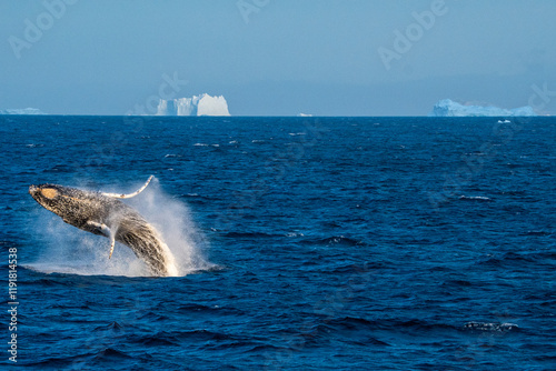 Humpback whale breach in Antarctica