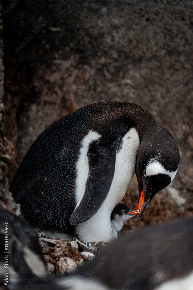 Fototapeta premium Gentoo penguin with chick