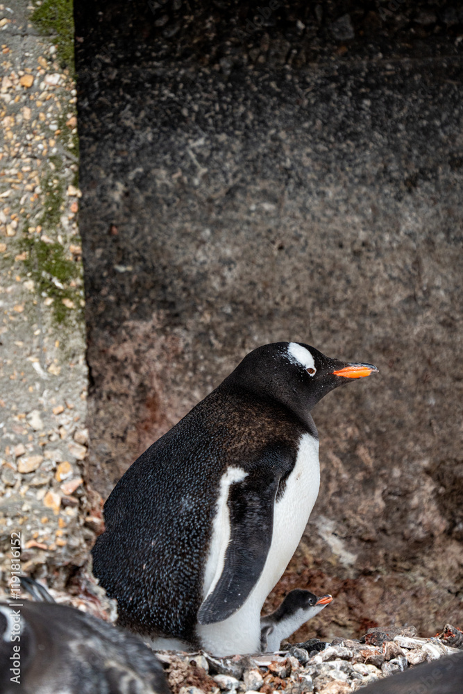 Fototapeta premium Gentoo penguin with chick