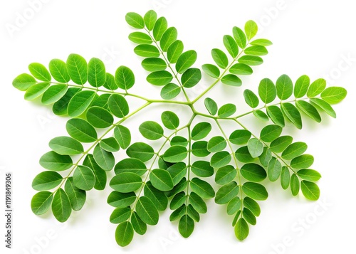 Long Exposure Moringa Leaves Photography, PNG Background, Herbal Plant Image, Botanical Photo,  Moringa Oleifera Leaves, Nature Stock Photo photo