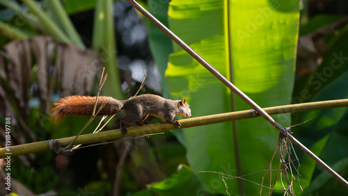 Squirrel on a branch in the bamboo photo