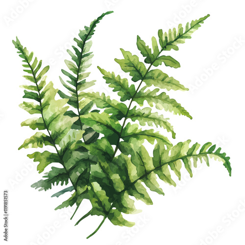 A watercolor illustration of a Boston sword fern, isolated on a white background. Boston Sword Fern vector.
