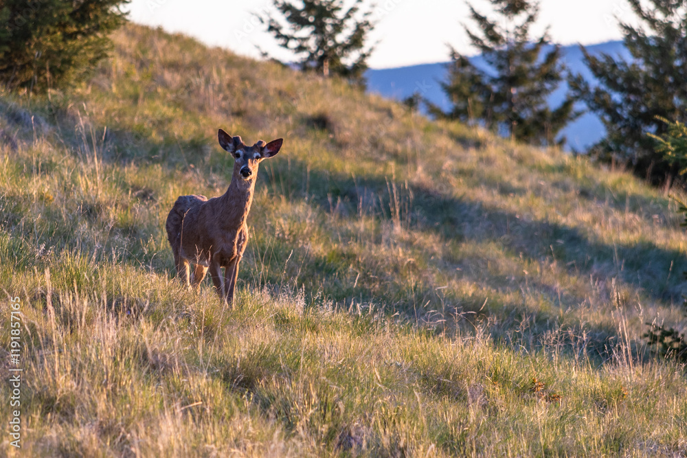 Fototapeta premium Buck In Early Velvet