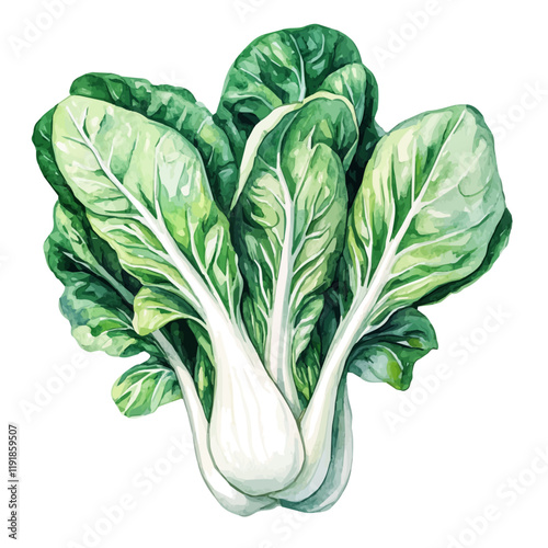 A watercolor drawing of bok choy, isolated on a white background. Bok Choy vector.
