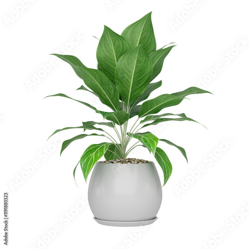 Quadro em tela Free PNG 3d illustration of Aglaonema-Nitidum 5 plant frontal isolated transpare
