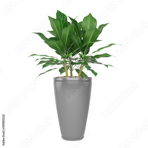 Fotografi Free PNG 3d illustration of Aglaonema-Nitidum 4 plant frontal isolated transpare