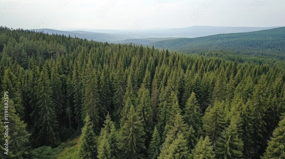 Aerial View of a Lush Evergreen Forest in Mountainous Terrain Aerial View of a Lush Evergreen Forest in Mountainous Terrain