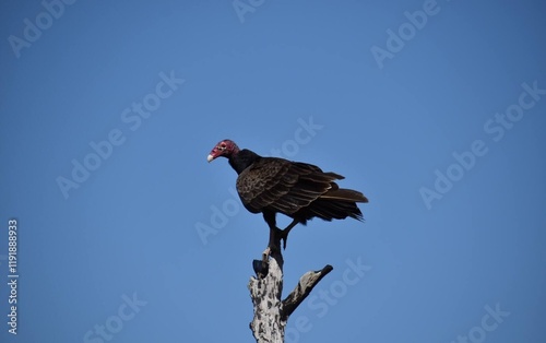 country vulture on a sky