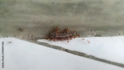 A teamwork Group of ants carrying a dead lizard