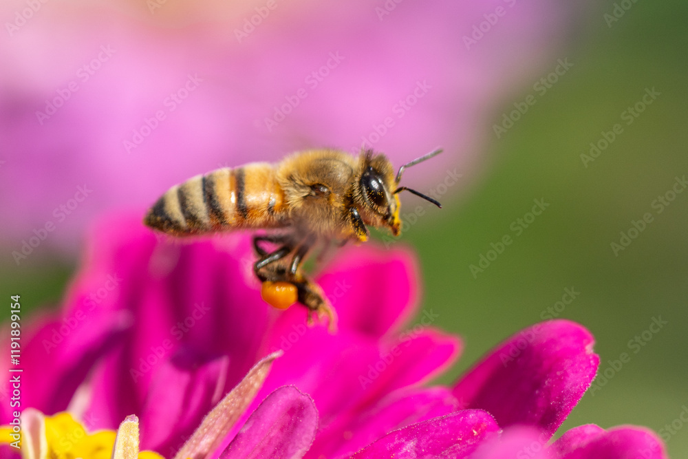 Honeybee (Apis mellifera) with pollen baskets takes flight from pink flower in summer garden Honeybee (Apis mellifera) with pollen baskets takes flight from pink flower in summer garden