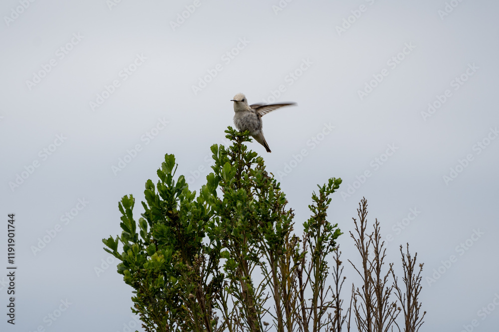 Leucistic Hummingbird in Crystal Cove State Park Leucistic Hummingbird in Crystal Cove State Park