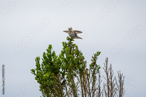 Leucistic Hummingbird in Crystal Cove State Park