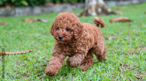 An adorable brown poodle puppy dog sprinting merrily on the grass, displaying its youthful energy and lively charm. A heart - warming scene of a puppy at play. photo