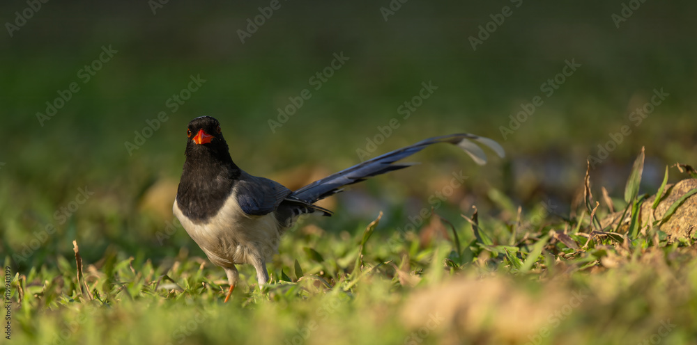 A Red-billed Blue Magpie on the grass. A Red-billed Blue Magpie on the grass.