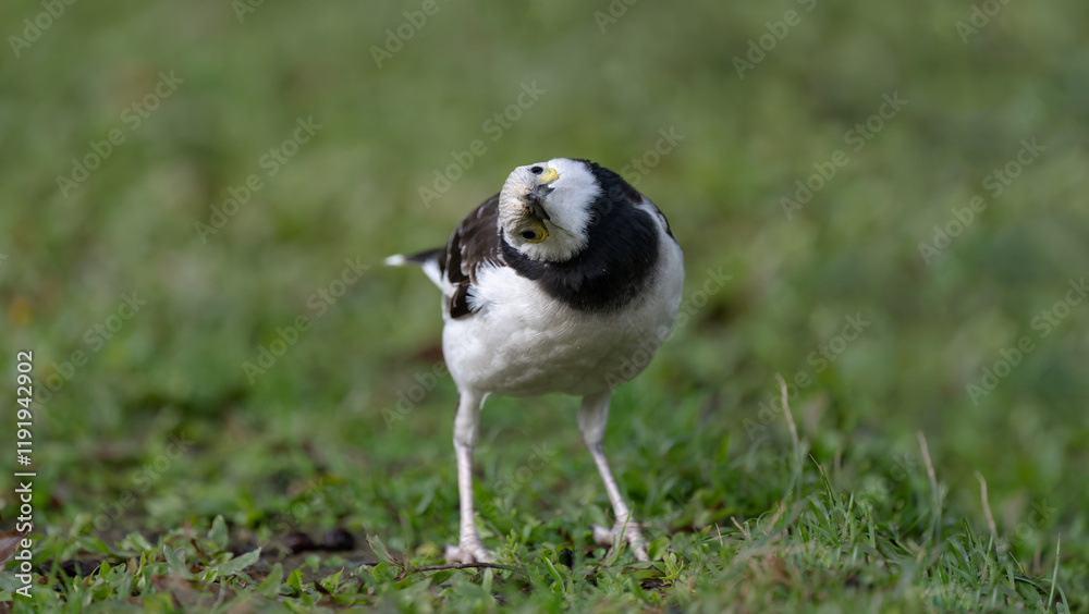 A black-collared starling looking at the camera on the grass. Blurred background. A black-collared starling looking at the camera on the grass. Blurred background.