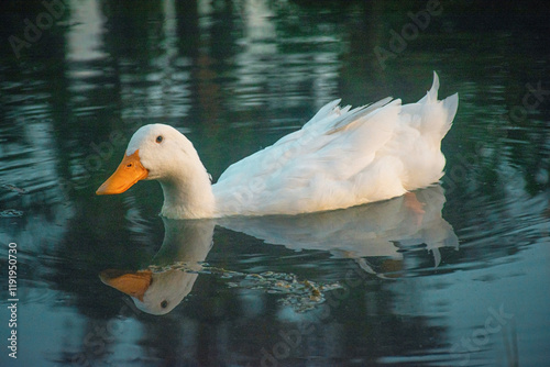 Pato en el agua