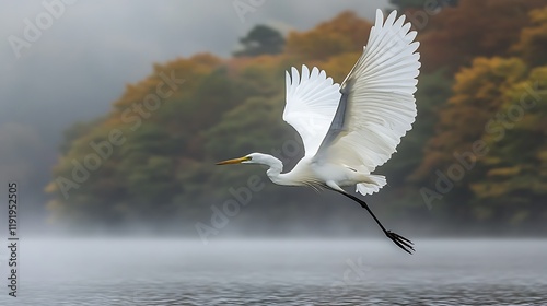 Great egret flying over misty lake, autumn foliage background. Nature photography for websites, calendars photo