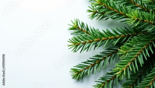 Close-up of dense spruce twigs on white surface, winter, twig