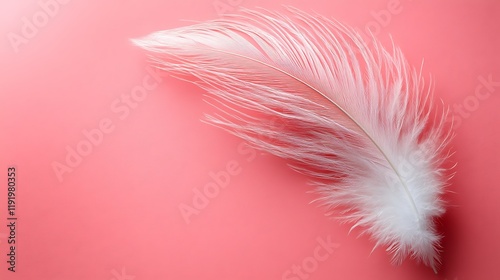 White feather on pink background; soft, light texture; design element