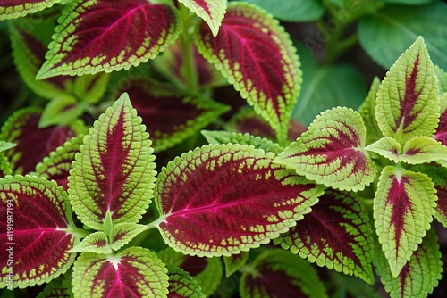 Coleus Plants Red Green Leaves Closeup Nature Garden Botany Horticulture Floral Background