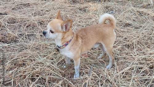 Chihuahua dog on dry grass 