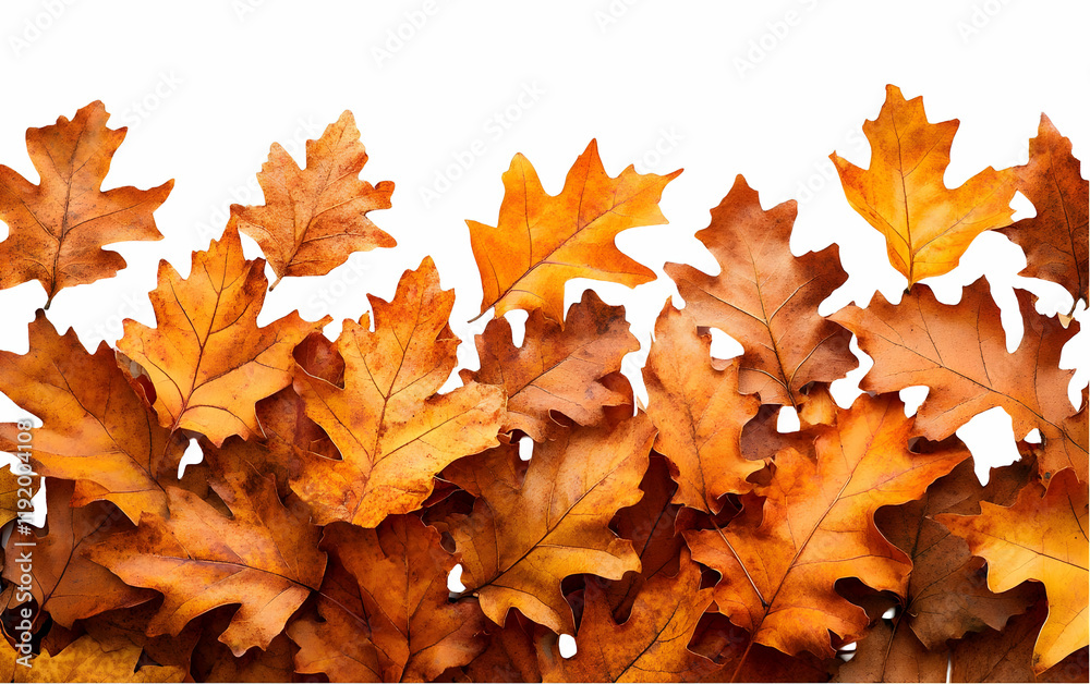 Autumn oak leaves border, fall design, white background Autumn oak leaves border, fall design, white background
