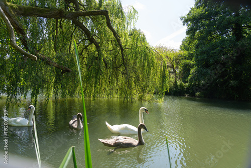 White mute swan on Avon River under shade of willow tree foliage photo