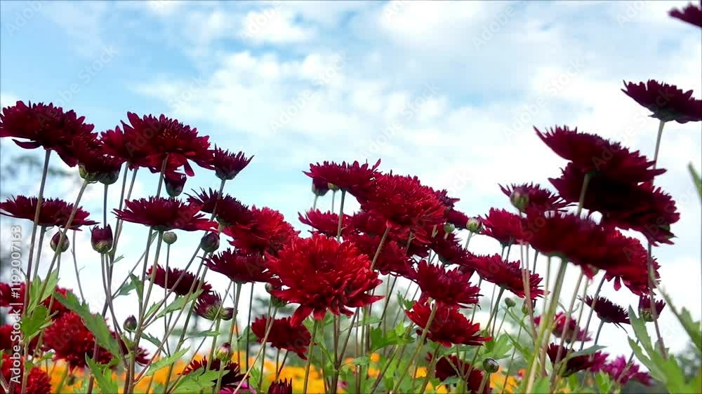 Red chrysanthemum flowers on blue sky background Red chrysanthemum flowers on blue sky background