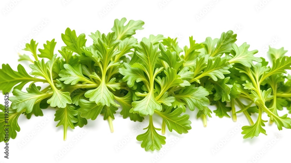 Fresh Arugula Leaves - White Background - High Resolution Photography Fresh Arugula Leaves - White Background - High Resolution Photography