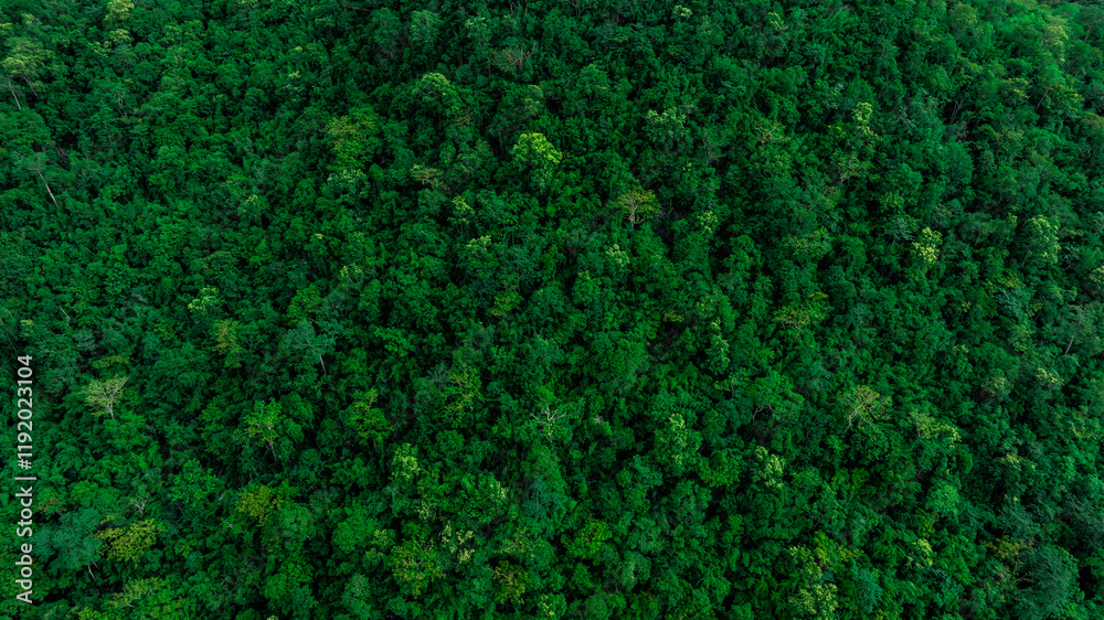 aerial view of dark green forest Abundant natural ecosystems of rainforest. Concept of nature forest preservation and reforestation.
aerial view of dark green forest Abundant natural ecosystems of rainforest. Concept of nature forest preservation and reforestation.