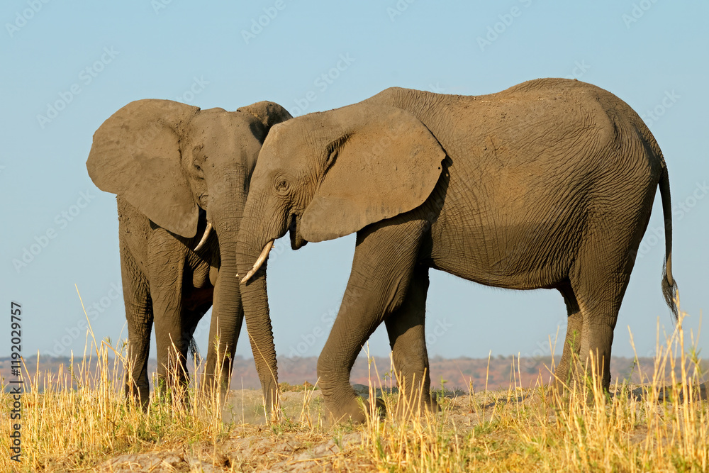 Fototapeta premium Two African elephants (Loxodonta africana) in natural habitat, Chobe National Park, Botswana.