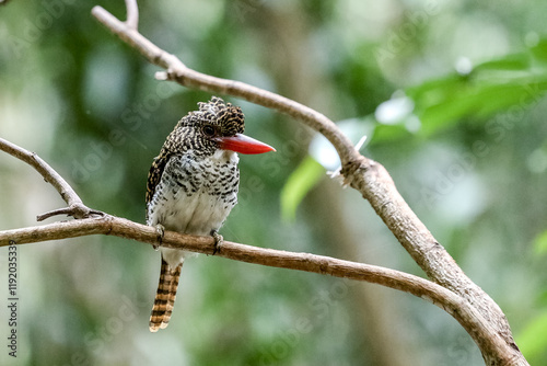 red billed woodpecker photo