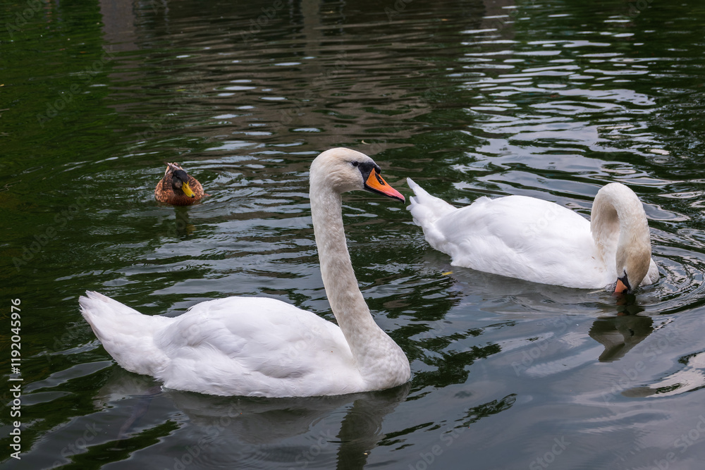 Two Graceful white Swans swimming in the lake, swans in the wild Two Graceful white Swans swimming in the lake, swans in the wild